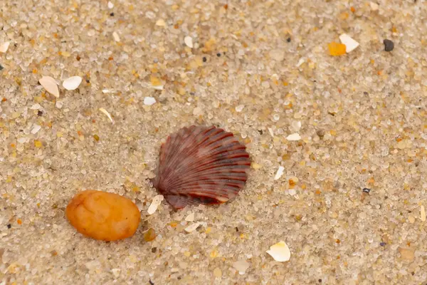 Bu, kumsalda, her tarafında kum taneleri olan küçük bir çakıl taşının yanında oturan deniz kabuğunun güzel bir görüntüsü. Deniz tarağı kabuğunun oldukça güzel bir pervane görünüşü var. Kırmızı renkler göze çarpıyor..