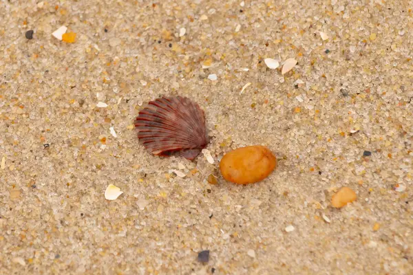 Bu, kumsalda, her tarafında kum taneleri olan küçük bir çakıl taşının yanında oturan deniz kabuğunun güzel bir görüntüsü. Deniz tarağı kabuğunun oldukça güzel bir pervane görünüşü var. Kırmızı renkler göze çarpıyor..