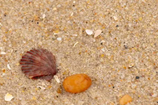 Bu, kumsalda, her tarafında kum taneleri olan küçük bir çakıl taşının yanında oturan deniz kabuğunun güzel bir görüntüsü. Deniz tarağı kabuğunun oldukça güzel bir pervane görünüşü var. Kırmızı renkler göze çarpıyor..