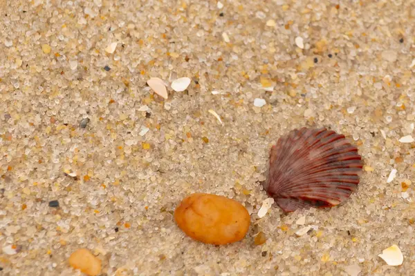 Bu, kumsalda, her tarafında kum taneleri olan küçük bir çakıl taşının yanında oturan deniz kabuğunun güzel bir görüntüsü. Deniz tarağı kabuğunun oldukça güzel bir pervane görünüşü var. Kırmızı renkler göze çarpıyor..