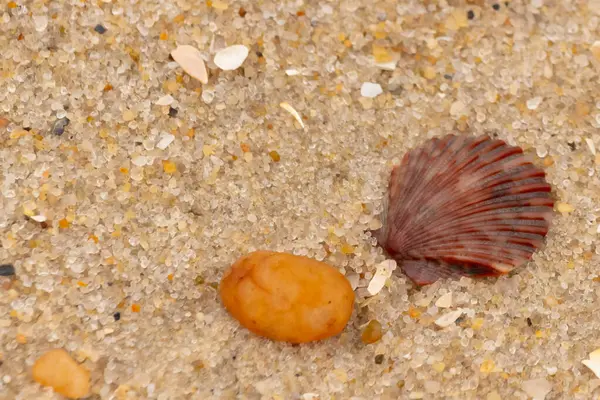 Bu, kumsalda, her tarafında kum taneleri olan küçük bir çakıl taşının yanında oturan deniz kabuğunun güzel bir görüntüsü. Deniz tarağı kabuğunun oldukça güzel bir pervane görünüşü var. Kırmızı renkler göze çarpıyor..