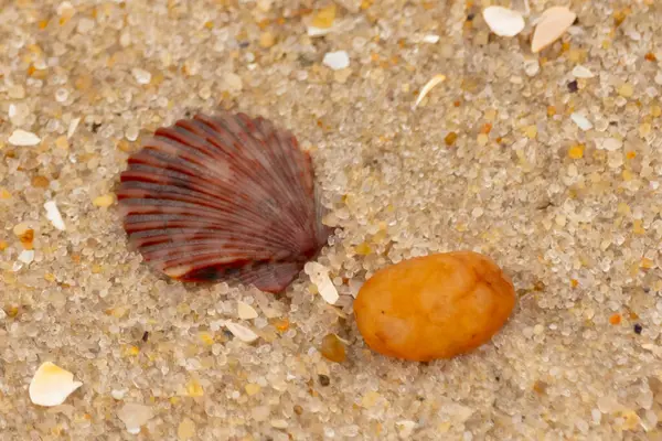 Bu, kumsalda, her tarafında kum taneleri olan küçük bir çakıl taşının yanında oturan deniz kabuğunun güzel bir görüntüsü. Deniz tarağı kabuğunun oldukça güzel bir pervane görünüşü var. Kırmızı renkler göze çarpıyor..