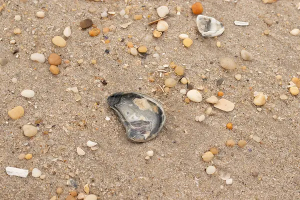 Bu güzel bir plaj görüntüsü. Kum taneleri arasında bir istiridye kabuğu görülebilir. Kırık deniz kabukları pürüzsüz çakıl taşlarının arasına dağılmış. Bazı taşlar kristal berraklığında elmas olarak bilinir..