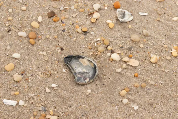 Bu güzel bir plaj görüntüsü. Kum taneleri arasında bir istiridye kabuğu görülebilir. Kırık deniz kabukları pürüzsüz çakıl taşlarının arasına dağılmış. Bazı taşlar kristal berraklığında elmas olarak bilinir..