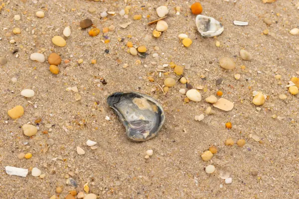 Bu güzel bir plaj görüntüsü. Kum taneleri arasında bir istiridye kabuğu görülebilir. Kırık deniz kabukları pürüzsüz çakıl taşlarının arasına dağılmış. Bazı taşlar kristal berraklığında elmas olarak bilinir..