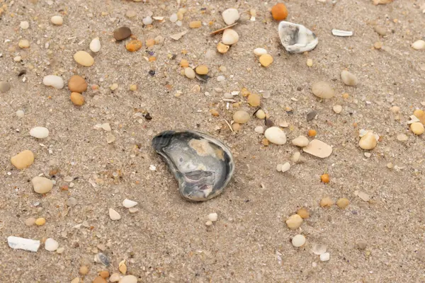 Bu güzel bir plaj görüntüsü. Kum taneleri arasında bir istiridye kabuğu görülebilir. Kırık deniz kabukları pürüzsüz çakıl taşlarının arasına dağılmış. Bazı taşlar kristal berraklığında elmas olarak bilinir..