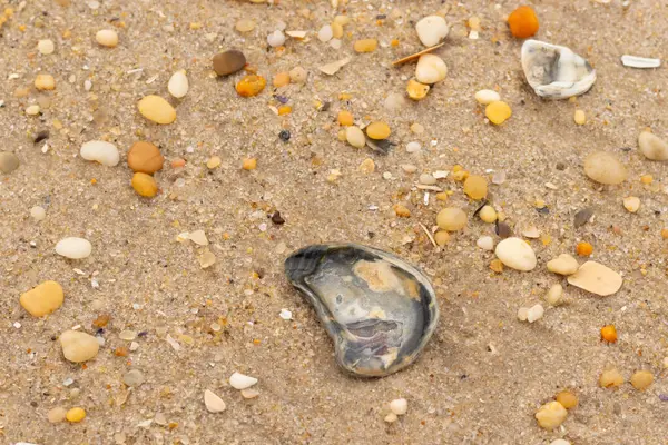 Bu güzel bir plaj görüntüsü. Kum taneleri arasında bir istiridye kabuğu görülebilir. Kırık deniz kabukları pürüzsüz çakıl taşlarının arasına dağılmış. Bazı taşlar kristal berraklığında elmas olarak bilinir..