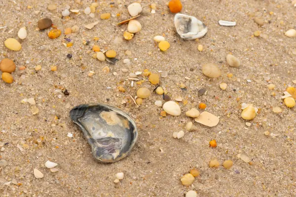 Bu güzel bir plaj görüntüsü. Kum taneleri arasında bir istiridye kabuğu görülebilir. Kırık deniz kabukları pürüzsüz çakıl taşlarının arasına dağılmış. Bazı taşlar kristal berraklığında elmas olarak bilinir..