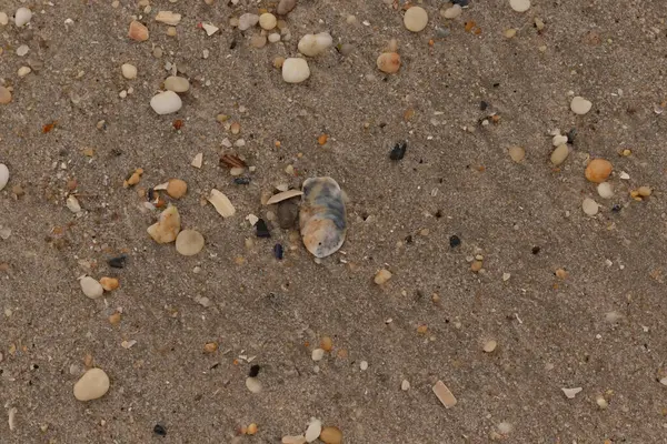 Bu güzel bir plaj görüntüsü. Kum taneleri arasında bir istiridye kabuğu görülebilir. Kırık deniz kabukları pürüzsüz çakıl taşlarının arasına dağılmış. Bazı taşlar kristal berraklığında elmas olarak bilinir..