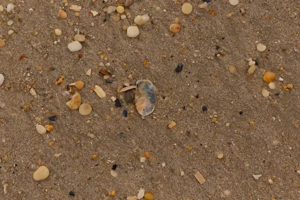 Bu güzel bir plaj görüntüsü. Kum taneleri arasında bir istiridye kabuğu görülebilir. Kırık deniz kabukları pürüzsüz çakıl taşlarının arasına dağılmış. Bazı taşlar kristal berraklığında elmas olarak bilinir..