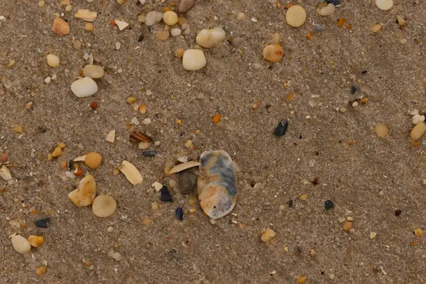 Bu güzel bir plaj görüntüsü. Kum taneleri arasında bir istiridye kabuğu görülebilir. Kırık deniz kabukları pürüzsüz çakıl taşlarının arasına dağılmış. Bazı taşlar kristal berraklığında elmas olarak bilinir..