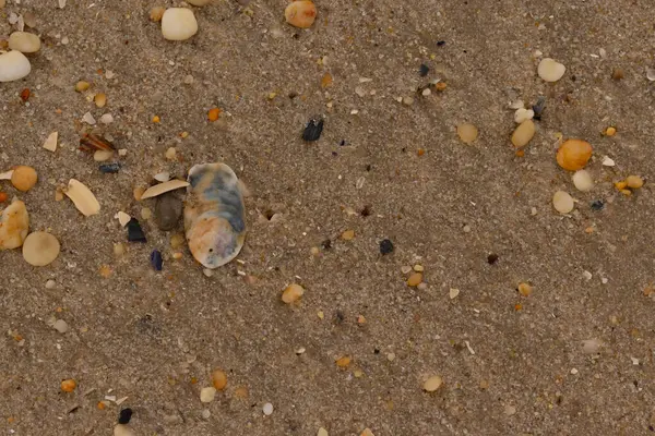 Bu güzel bir plaj görüntüsü. Kum taneleri arasında bir istiridye kabuğu görülebilir. Kırık deniz kabukları pürüzsüz çakıl taşlarının arasına dağılmış. Bazı taşlar kristal berraklığında elmas olarak bilinir..