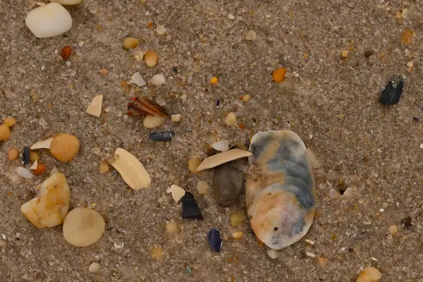 Bu güzel bir plaj görüntüsü. Kum taneleri arasında bir istiridye kabuğu görülebilir. Kırık deniz kabukları pürüzsüz çakıl taşlarının arasına dağılmış. Bazı taşlar kristal berraklığında elmas olarak bilinir..