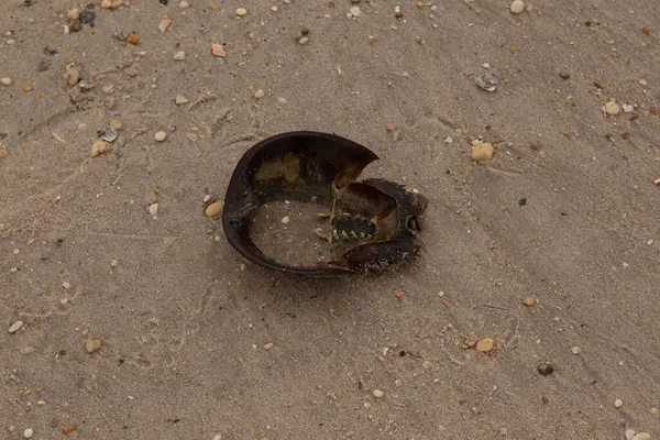 Bu at nalı yengeci kabuğunun sırtüstü çevrilmiş hali. Martılar temizledi, içini boşalttılar. Koyu kahverengi deniz kabuğu neredeyse tarih öncesinden kalma kumsalda yatıyormuş gibi görünüyor..