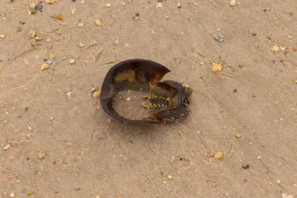 Bu at nalı yengeci kabuğunun sırtüstü çevrilmiş hali. Martılar temizledi, içini boşalttılar. Koyu kahverengi deniz kabuğu neredeyse tarih öncesinden kalma kumsalda yatıyormuş gibi görünüyor..