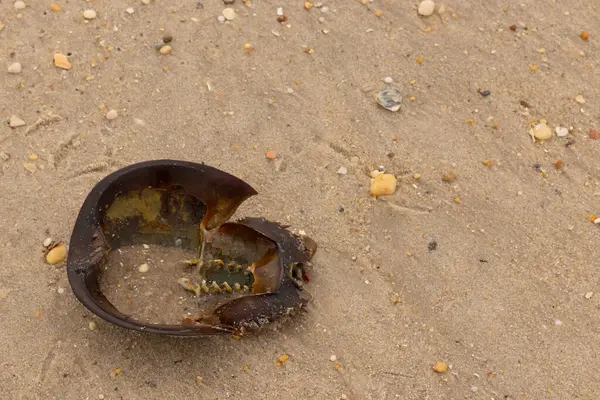 Bu at nalı yengeci kabuğunun sırtüstü çevrilmiş hali. Martılar temizledi, içini boşalttılar. Koyu kahverengi deniz kabuğu neredeyse tarih öncesinden kalma kumsalda yatıyormuş gibi görünüyor..