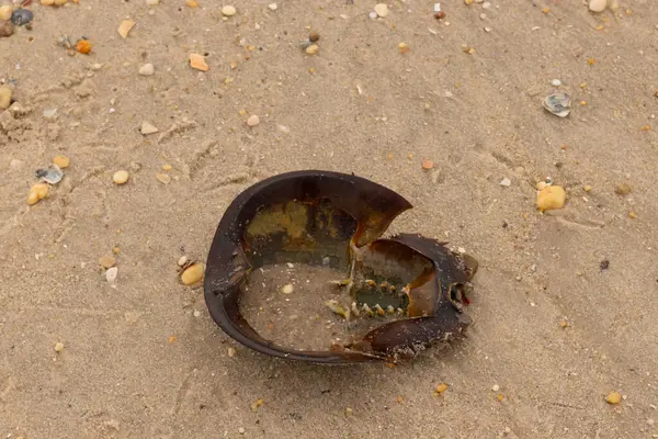 Bu at nalı yengeci kabuğunun sırtüstü çevrilmiş hali. Martılar temizledi, içini boşalttılar. Koyu kahverengi deniz kabuğu neredeyse tarih öncesinden kalma kumsalda yatıyormuş gibi görünüyor..
