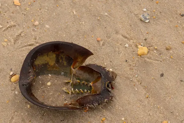 Bu at nalı yengeci kabuğunun sırtüstü çevrilmiş hali. Martılar temizledi, içini boşalttılar. Koyu kahverengi deniz kabuğu neredeyse tarih öncesinden kalma kumsalda yatıyormuş gibi görünüyor..