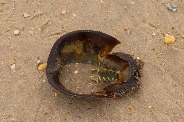 Bu at nalı yengeci kabuğunun sırtüstü çevrilmiş hali. Martılar temizledi, içini boşalttılar. Koyu kahverengi deniz kabuğu neredeyse tarih öncesinden kalma kumsalda yatıyormuş gibi görünüyor..