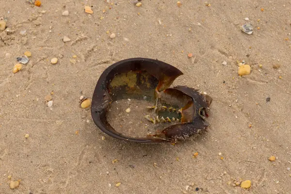 Bu at nalı yengeci kabuğunun sırtüstü çevrilmiş hali. Martılar temizledi, içini boşalttılar. Koyu kahverengi deniz kabuğu neredeyse tarih öncesinden kalma kumsalda yatıyormuş gibi görünüyor..