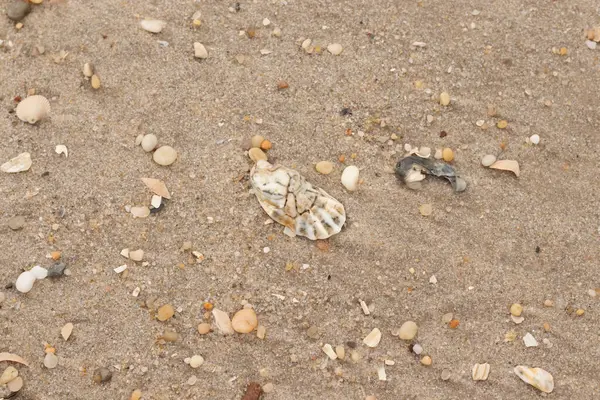Bu güzel bir plaj görüntüsü. Kum taneleri arasında bir istiridye kabuğu görülebilir. Kırık deniz kabukları pürüzsüz çakıl taşlarının arasına dağılmış. Bazı taşlar kristal berraklığında elmas olarak bilinir..
