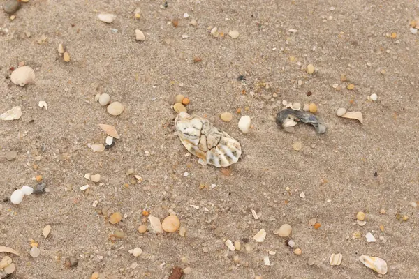 Bu güzel bir plaj görüntüsü. Kum taneleri arasında bir istiridye kabuğu görülebilir. Kırık deniz kabukları pürüzsüz çakıl taşlarının arasına dağılmış. Bazı taşlar kristal berraklığında elmas olarak bilinir..
