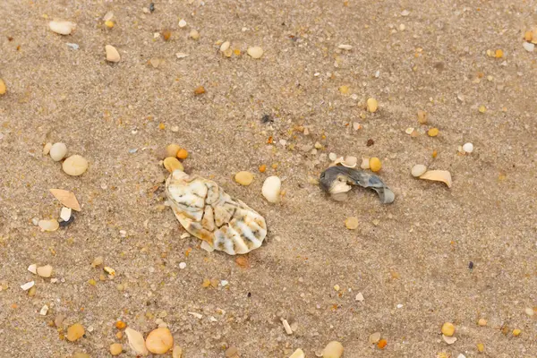 Bu güzel bir plaj görüntüsü. Kum taneleri arasında bir istiridye kabuğu görülebilir. Kırık deniz kabukları pürüzsüz çakıl taşlarının arasına dağılmış. Bazı taşlar kristal berraklığında elmas olarak bilinir..