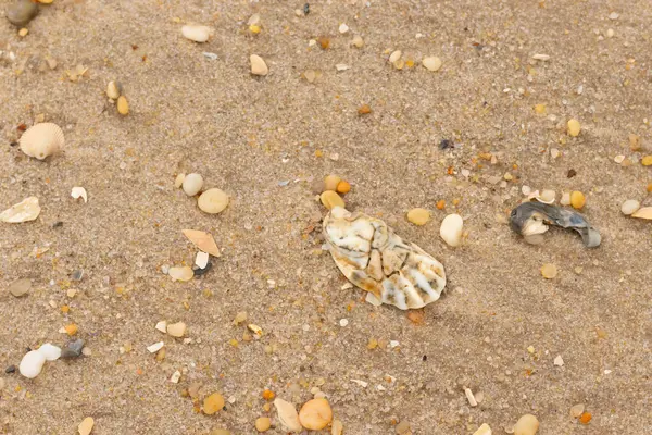 Bu güzel bir plaj görüntüsü. Kum taneleri arasında bir istiridye kabuğu görülebilir. Kırık deniz kabukları pürüzsüz çakıl taşlarının arasına dağılmış. Bazı taşlar kristal berraklığında elmas olarak bilinir..
