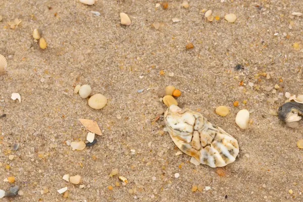 Bu güzel bir plaj görüntüsü. Kum taneleri arasında bir istiridye kabuğu görülebilir. Kırık deniz kabukları pürüzsüz çakıl taşlarının arasına dağılmış. Bazı taşlar kristal berraklığında elmas olarak bilinir..