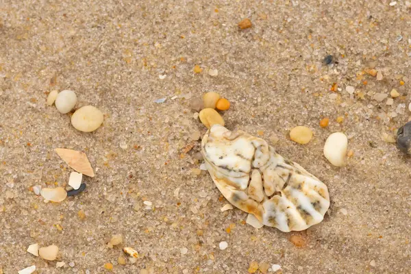 Bu güzel bir plaj görüntüsü. Kum taneleri arasında bir istiridye kabuğu görülebilir. Kırık deniz kabukları pürüzsüz çakıl taşlarının arasına dağılmış. Bazı taşlar kristal berraklığında elmas olarak bilinir..