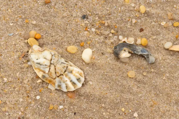 Bu güzel bir plaj görüntüsü. Kum taneleri arasında bir istiridye kabuğu görülebilir. Kırık deniz kabukları pürüzsüz çakıl taşlarının arasına dağılmış. Bazı taşlar kristal berraklığında elmas olarak bilinir..