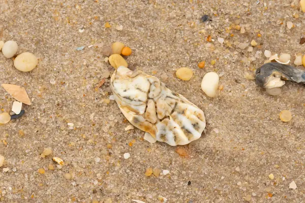 Bu güzel bir plaj görüntüsü. Kum taneleri arasında bir istiridye kabuğu görülebilir. Kırık deniz kabukları pürüzsüz çakıl taşlarının arasına dağılmış. Bazı taşlar kristal berraklığında elmas olarak bilinir..