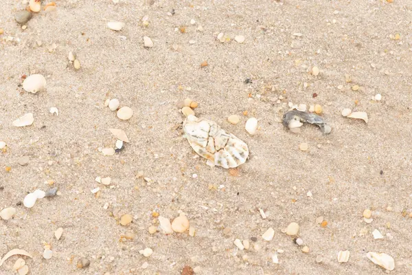 Bu güzel bir plaj görüntüsü. Kum taneleri arasında bir istiridye kabuğu görülebilir. Kırık deniz kabukları pürüzsüz çakıl taşlarının arasına dağılmış. Bazı taşlar kristal berraklığında elmas olarak bilinir..