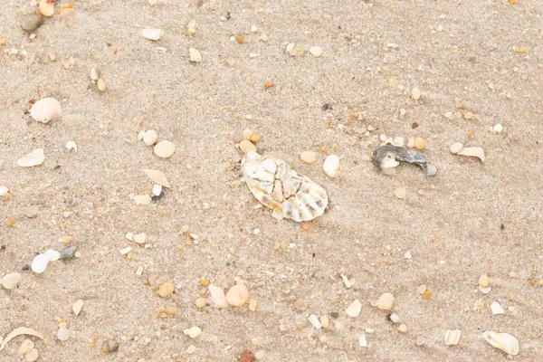 Bu güzel bir plaj görüntüsü. Kum taneleri arasında bir istiridye kabuğu görülebilir. Kırık deniz kabukları pürüzsüz çakıl taşlarının arasına dağılmış. Bazı taşlar kristal berraklığında elmas olarak bilinir..