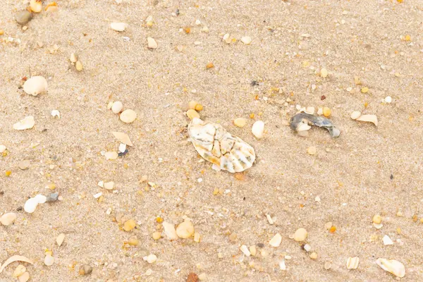 Bu güzel bir plaj görüntüsü. Kum taneleri arasında bir istiridye kabuğu görülebilir. Kırık deniz kabukları pürüzsüz çakıl taşlarının arasına dağılmış. Bazı taşlar kristal berraklığında elmas olarak bilinir..