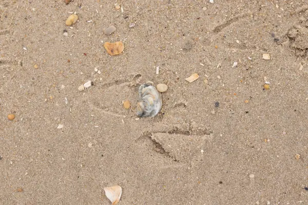 Bu güzel bir plaj görüntüsü. Kum taneleri arasında bir istiridye kabuğu görülebilir. Kırık deniz kabukları pürüzsüz çakıl taşlarının arasına dağılmış. Bazı taşlar kristal berraklığında elmas olarak bilinir..