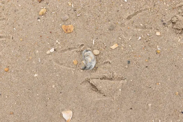 Bu güzel bir plaj görüntüsü. Kum taneleri arasında bir istiridye kabuğu görülebilir. Kırık deniz kabukları pürüzsüz çakıl taşlarının arasına dağılmış. Bazı taşlar kristal berraklığında elmas olarak bilinir..