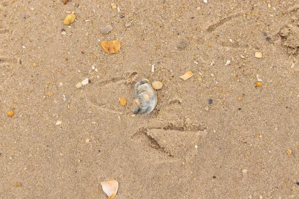 Bu güzel bir plaj görüntüsü. Kum taneleri arasında bir istiridye kabuğu görülebilir. Kırık deniz kabukları pürüzsüz çakıl taşlarının arasına dağılmış. Bazı taşlar kristal berraklığında elmas olarak bilinir..