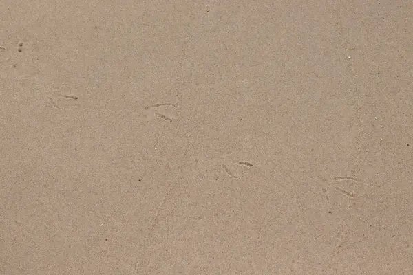 Kumda gezinen ayak izlerinin güzel bir görüntüsü. Bu izler bir martı tarafından yapılmış. Sahilde popüler bir sahil kuşu. Güzel kahverengi desenli kum taneleri..