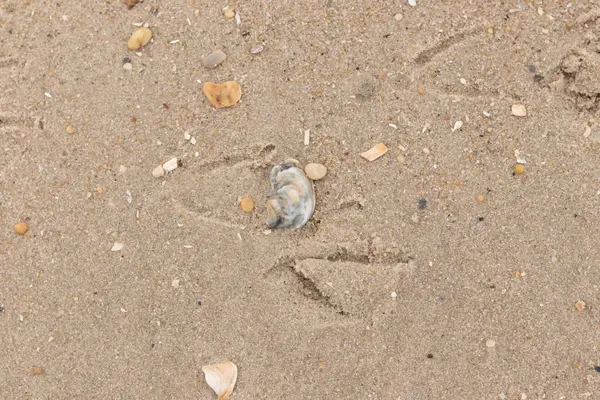 Bu güzel bir plaj görüntüsü. Kum taneleri arasında bir istiridye kabuğu görülebilir. Kırık deniz kabukları pürüzsüz çakıl taşlarının arasına dağılmış. Bazı taşlar kristal berraklığında elmas olarak bilinir..