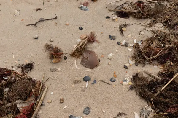 Okyanusun gelgiti tarafından getirilen tüm deniz atıklarının görüntüsü. Kumsala saçılmış durumda. Kumun içinde kırılmış kabuk parçaları. Büyük kahverengi kabuk bir at nalı yengeci..