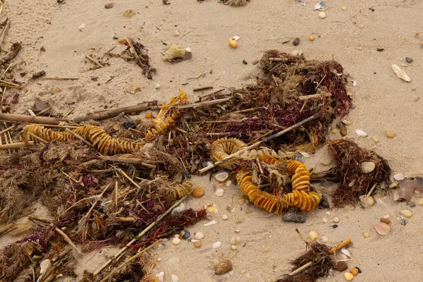 Bu, okyanus tarafından kumlara sürüklenmiş enkazın güzel bir görüntüsü. Ortadaki kahverengi bobin bir enik yumurtası kutusu. Seagrass sahilde her yerde görülebilir..