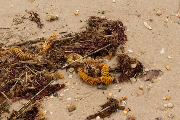 Bu, okyanus tarafından kumlara sürüklenmiş enkazın güzel bir görüntüsü. Ortadaki kahverengi bobin bir enik yumurtası kutusu. Seagrass sahilde her yerde görülebilir..