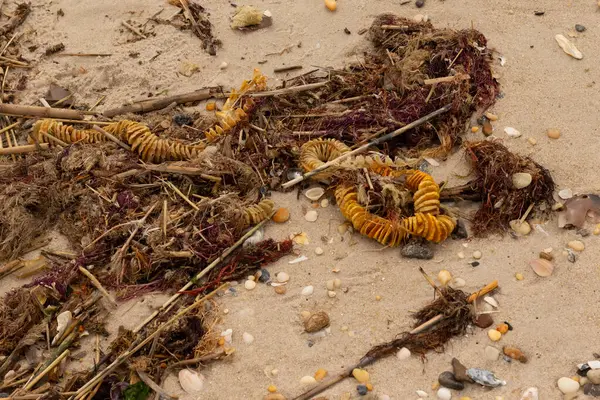 Bu, okyanus tarafından kumlara sürüklenmiş enkazın güzel bir görüntüsü. Ortadaki kahverengi bobin bir enik yumurtası kutusu. Seagrass sahilde her yerde görülebilir..