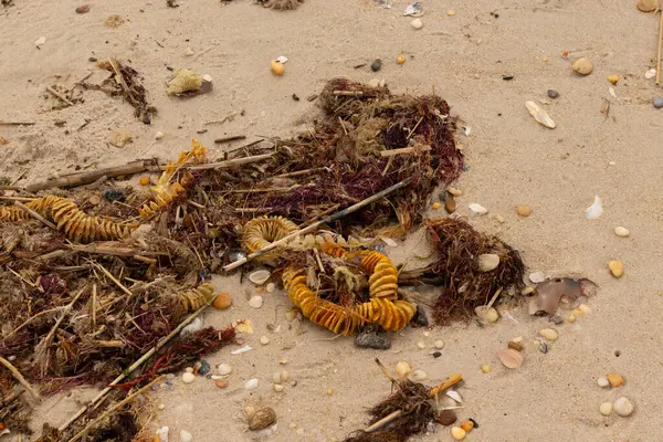 Bu, okyanus tarafından kumlara sürüklenmiş enkazın güzel bir görüntüsü. Ortadaki kahverengi bobin bir enik yumurtası kutusu. Seagrass sahilde her yerde görülebilir..