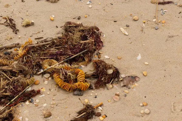 Bu, okyanus tarafından kumlara sürüklenmiş enkazın güzel bir görüntüsü. Ortadaki kahverengi bobin bir enik yumurtası kutusu. Seagrass sahilde her yerde görülebilir..