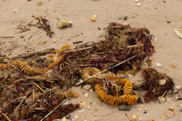 Bu, okyanus tarafından kumlara sürüklenmiş enkazın güzel bir görüntüsü. Ortadaki kahverengi bobin bir enik yumurtası kutusu. Seagrass sahilde her yerde görülebilir..