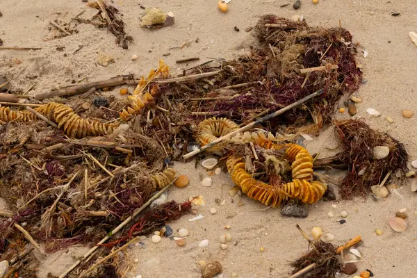 Bu, okyanus tarafından kumlara sürüklenmiş enkazın güzel bir görüntüsü. Ortadaki kahverengi bobin bir enik yumurtası kutusu. Seagrass sahilde her yerde görülebilir..