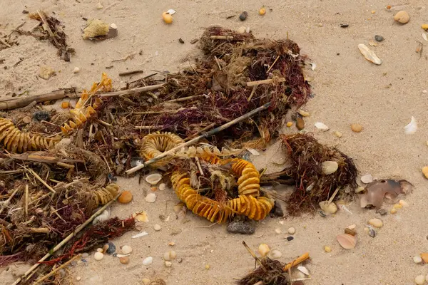Bu, okyanus tarafından kumlara sürüklenmiş enkazın güzel bir görüntüsü. Ortadaki kahverengi bobin bir enik yumurtası kutusu. Seagrass sahilde her yerde görülebilir..