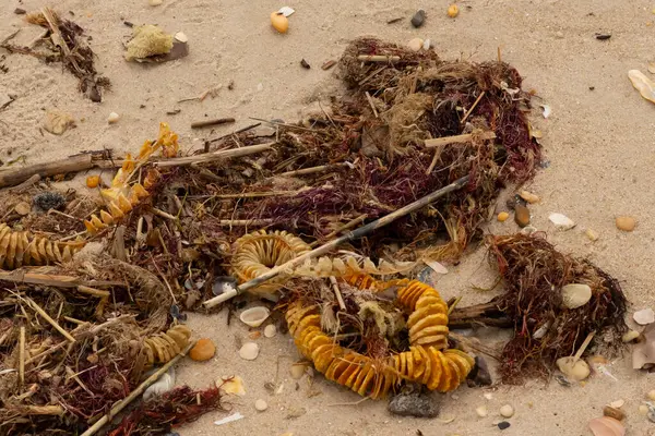 Bu, okyanus tarafından kumlara sürüklenmiş enkazın güzel bir görüntüsü. Ortadaki kahverengi bobin bir enik yumurtası kutusu. Seagrass sahilde her yerde görülebilir..